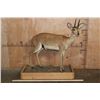 Image 2 : Big Life-sized STEENBOK on a Wood Base