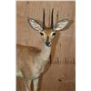 Image 4 : Big Life-sized STEENBOK on a Wood Base