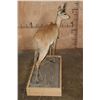 Image 5 : Big Life-sized STEENBOK on a Wood Base