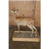 Image 6 : Big Life-sized STEENBOK on a Wood Base