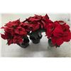 Image 5 : Lot of Christmas Poinsettias etc.