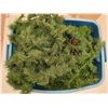 Image 4 : Large Lot of Christmas Garlands etc.