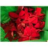Image 2 : Lot of Christmas Bows, Ribbon, etc.