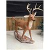 Image 1 : Cement Deer Statue – 4’ Tall **VERY HEAVY