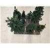 Image 4 : Lot of Small Christmas Trees