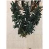 Image 1 : Assorted Lot of Christmas Trees – up to 4’