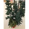 Image 2 : Assorted Lot of Christmas Trees – up to 4’