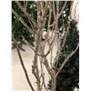 Image 4 : Lot of Christmas Tree Décor – Evergreen & Birch