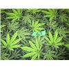 Image 4 : UNCLAIMED STORAGE:  DOUBLE SIZE WEED BLANKET