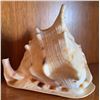 Image 2 : Donkey Figurine Set, Leaning Tower Decor, and Large Seashell Display Lot