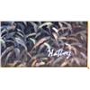 Image 3 : Halley "Marsh"