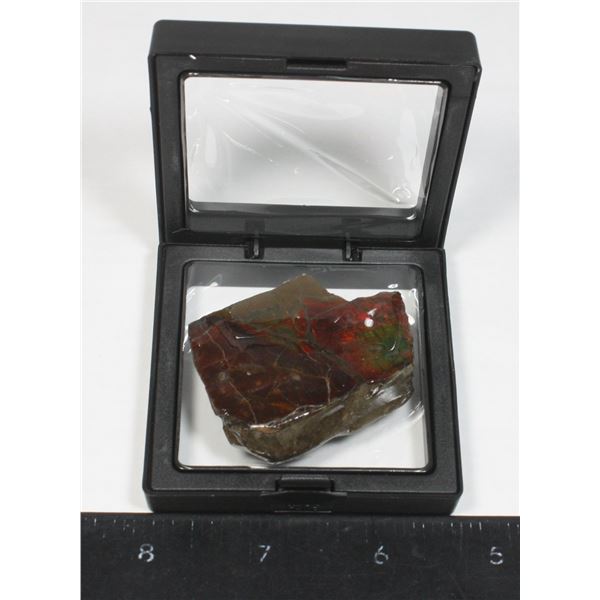 AMMOLITE, ALBERTA'S OFFICIAL GEMSONTE. ONE PIECE