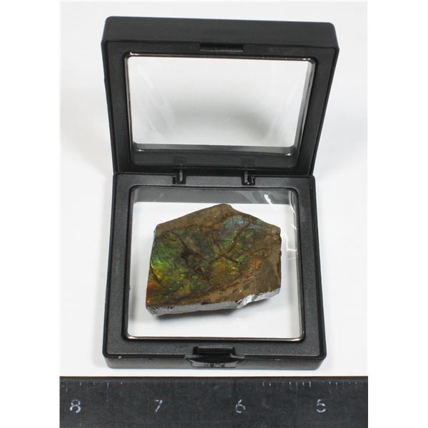 AMMOLITE, ALBERTA'S OFFICIAL GEMSONTE. ONE PIECE