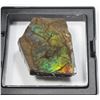 Image 3 : AMMOLITE, ALBERTA'S OFFICIAL GEMSONTE. ONE PIECE