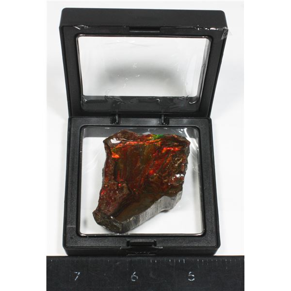 AMMOLITE, ALBERTA'S OFFICIAL GEMSONTE. ONE PIECE