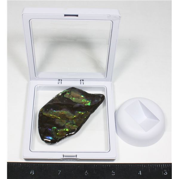 AMMOLITE, ALBERTA'S OFFICIAL GEMSONTE. ONE PIECE