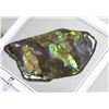 Image 3 : AMMOLITE, ALBERTA'S OFFICIAL GEMSONTE. ONE PIECE