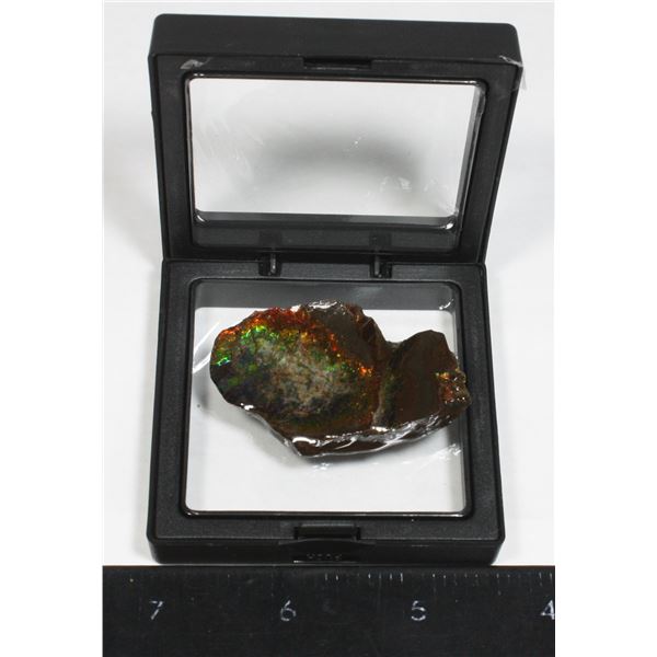 AMMOLITE, ALBERTA'S OFFICIAL GEMSONTE. ONE PIECE