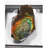 Image 3 : AMMOLITE, ALBERTA'S OFFICIAL GEMSONTE. ONE PIECE
