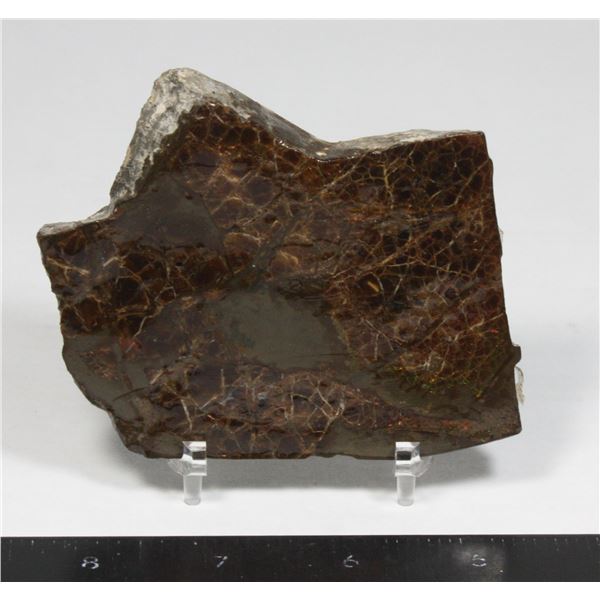 AMMOLITE, ALBERTA'S OFFICIAL GEMSONTE. ONE PIECE