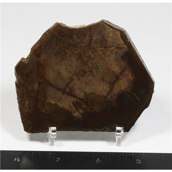 AMMOLITE, ALBERTA'S OFFICIAL GEMSONTE. ONE PIECE