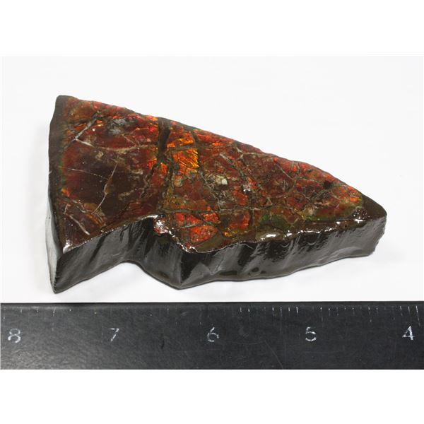 AMMOLITE, ALBERTA'S OFFICIAL GEMSONTE. ONE PIECE