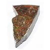 Image 2 : AMMOLITE, ALBERTA'S OFFICIAL GEMSONTE. ONE PIECE