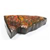 Image 3 : AMMOLITE, ALBERTA'S OFFICIAL GEMSONTE. ONE PIECE