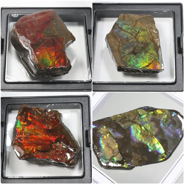 FEATURED ITEMS: AMMOLITE, ALBERTA'S OFFICIAL GEMSTONE