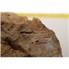 Image 2 : Fossil