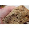 Image 4 : Fossil