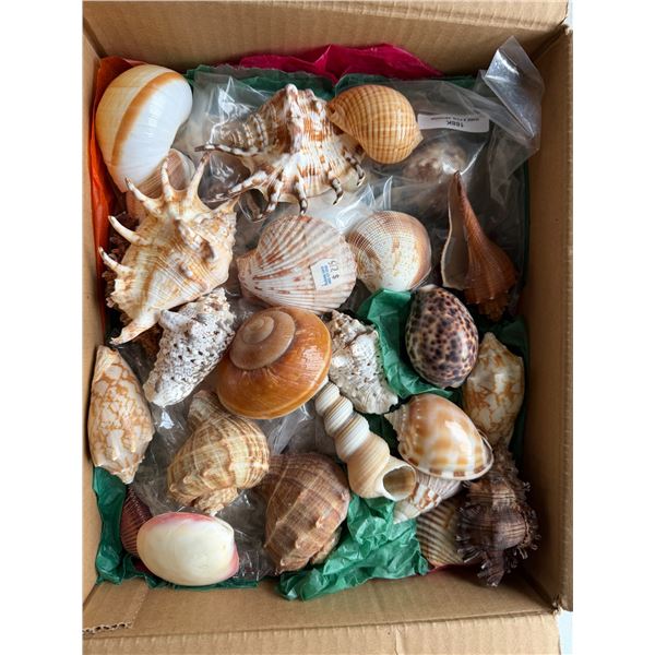 Sea Shells