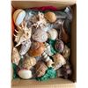 Image 1 : Sea Shells