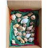 Image 2 : Sea Shells