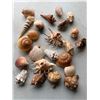 Image 3 : Sea Shells