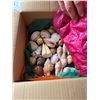 Image 4 : Sea Shells