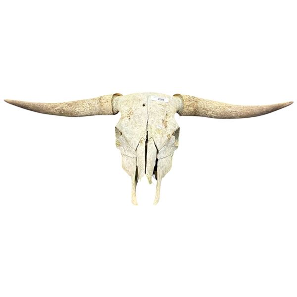Longhorn cattle skull