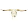 Image 1 : Longhorn cattle skull