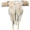 Image 2 : Longhorn cattle skull