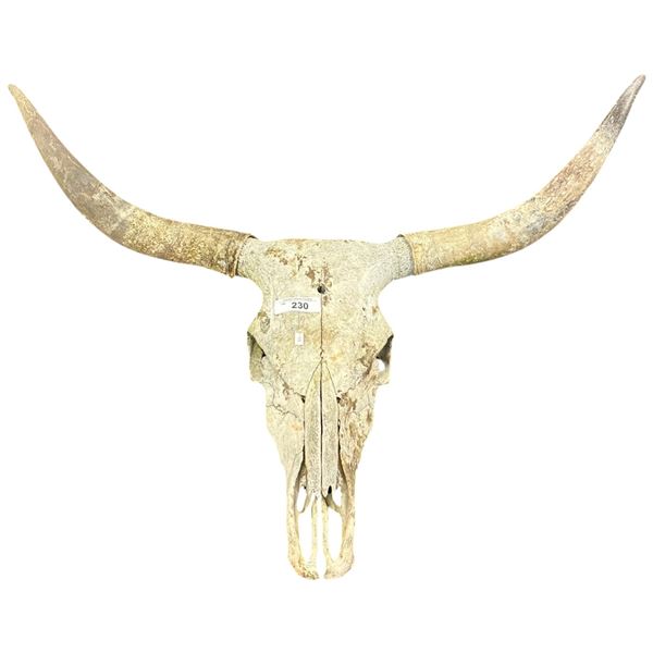 Longhorn cattle skull