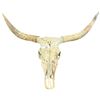 Image 1 : Longhorn cattle skull