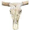 Image 2 : Longhorn cattle skull