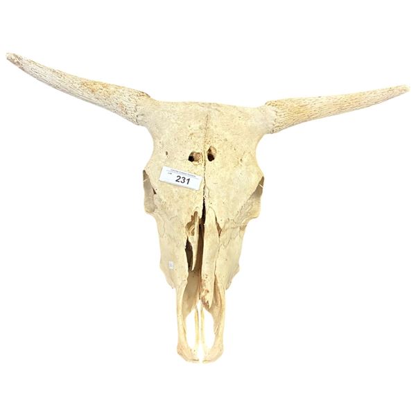 Longhorn cattle skull