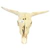 Image 1 : Longhorn cattle skull