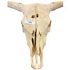 Image 2 : Longhorn cattle skull