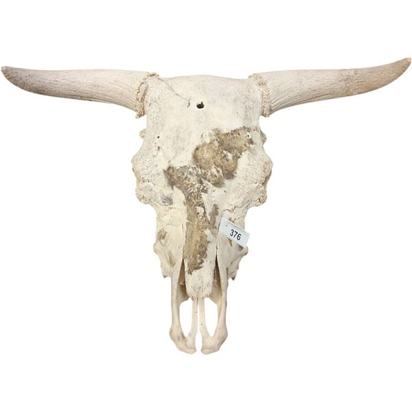 Long horn cow skull