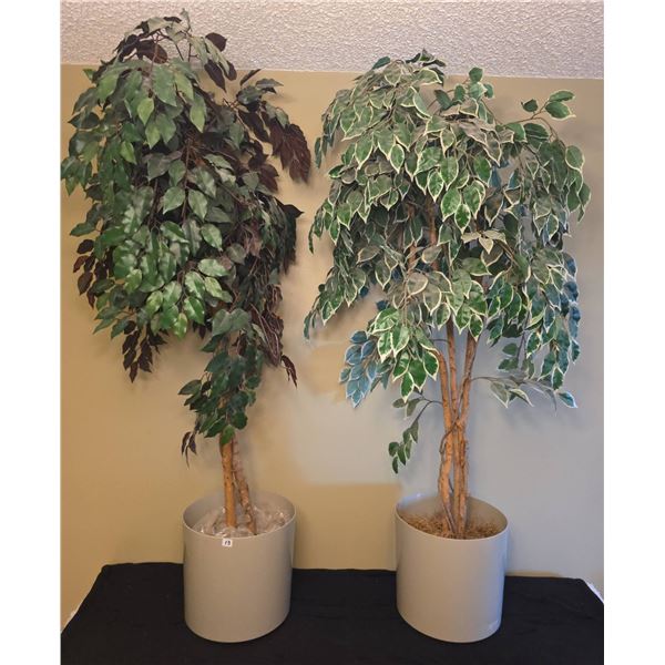 Artificial Potted Ficus Trees In Matching Neutral Planters