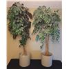 Image 1 : Artificial Potted Ficus Trees In Matching Neutral Planters