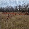 Image 1 : Co-Op Implements Cultivator, 32ft, Located offsite by Tessier, SK