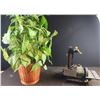 Image 1 : Mastercraft 1" x 30" Belt & Disc Sander, Artificial Plant 